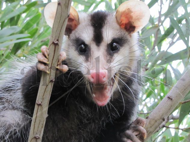 COMADREJA - OPOSSUM