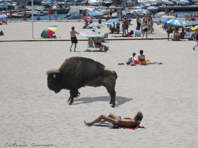 Bisonte en la playa, (Bison on the beach)