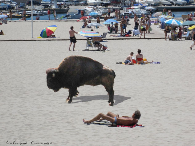 Bisonte en la playa, (Bison on the beach) Nature Color (Digital)