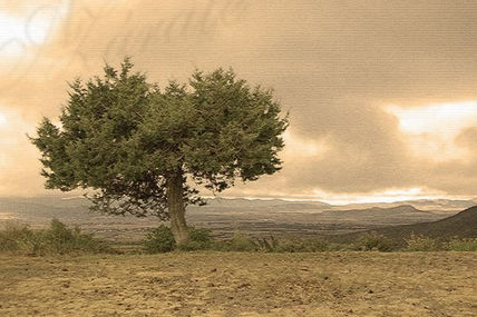 El árbol