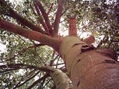 Arbol de jardin