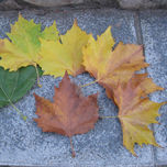 flores , plantas y arboles thumbnail 1