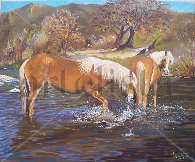 POTROS EN EL ARROYO