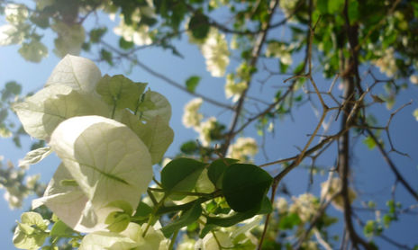 Fotografia