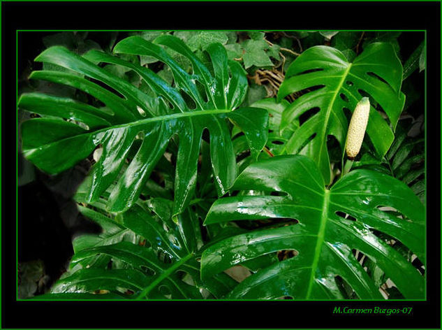 Monstera 