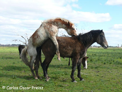 Overo y zaina 1