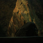 COLONIA thumbnail 1