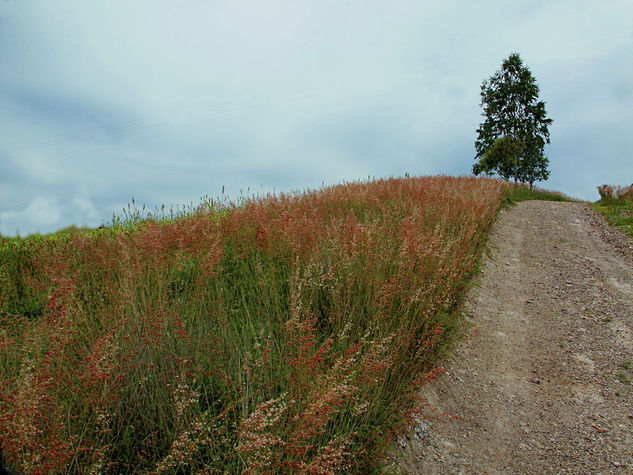 "Camino al cielo" 