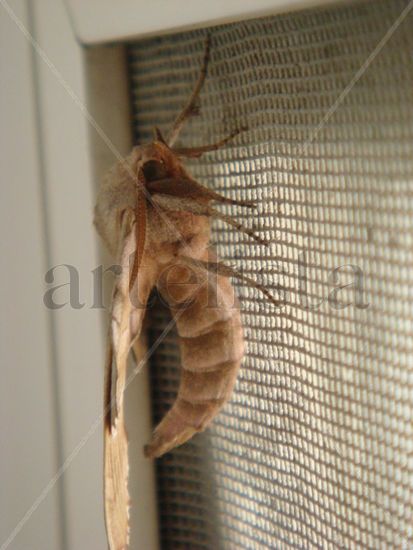 Mariposa Nocturna 