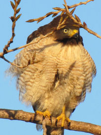 Taguato - aves de...