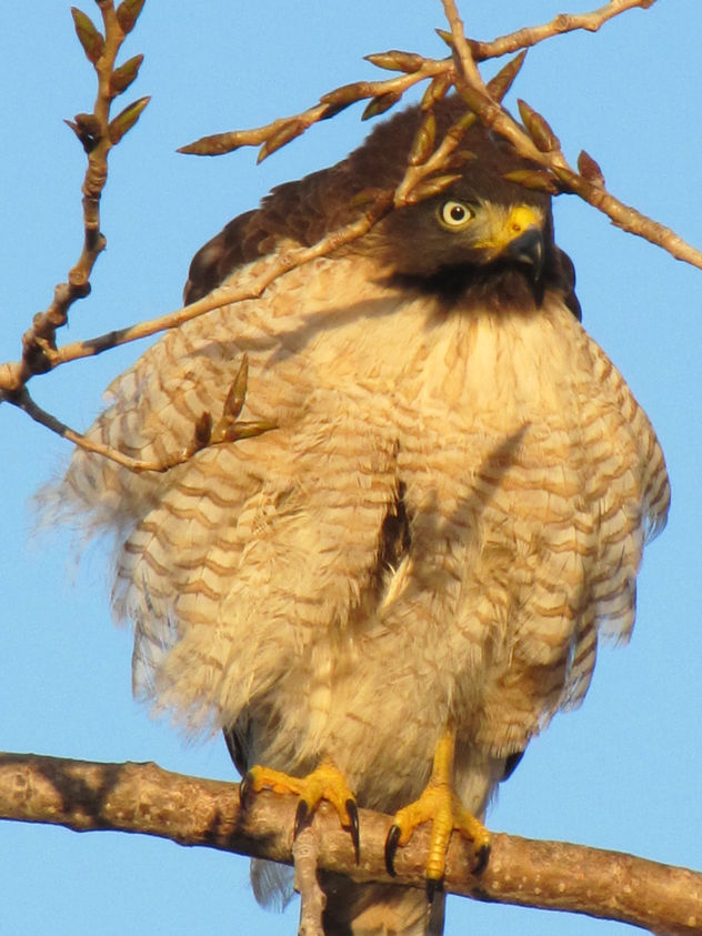 TAGUATO - AVES DE ARGENTINA