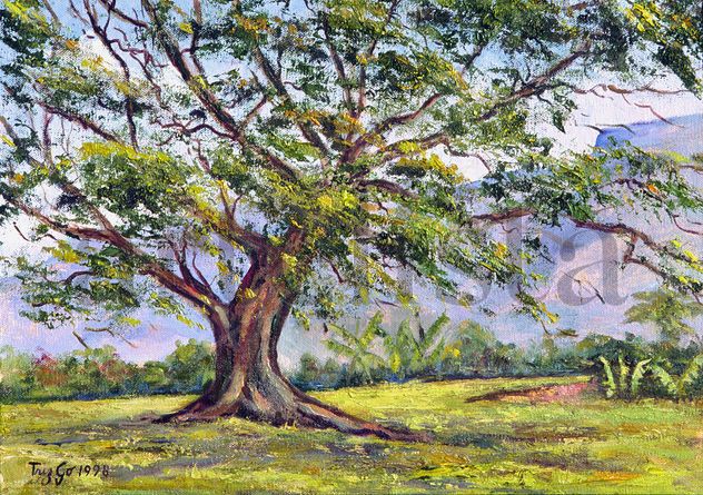 0386-07-0152-CEIBA TOLIMA