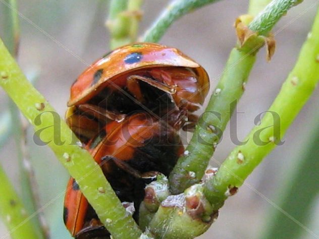 COPULA DE COCCINELLIDAE -  INSECTOS DE ARGENTINA