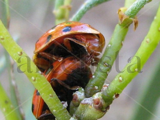 COPULA DE COCCINELLIDAE -  INSECTOS DE ARGENTINA Photojournalism and Documentary Color (Digital)