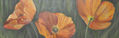 Amapolas