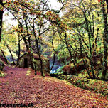 ÁRBOLES thumbnail 1