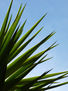 ERECCIONES VERDES CON FONDO AZUL