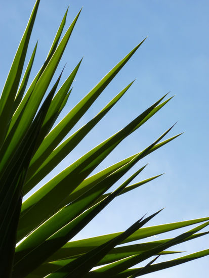 ERECCIONES VERDES CON FONDO AZUL 