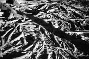 varices de tierra