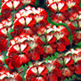 RED KISSES