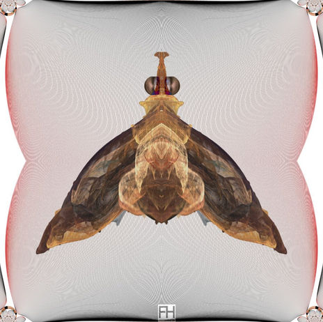 Mosca Fractal en la...