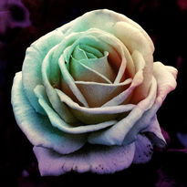 Multicolour rose