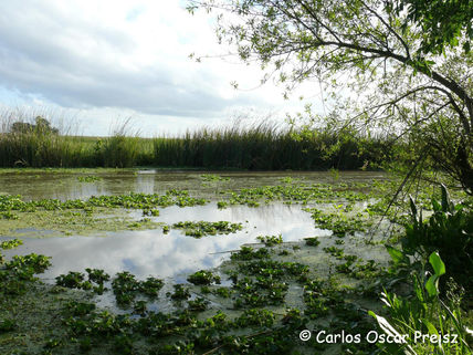 Rincones del arroyo 5