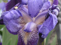 violeta ausente