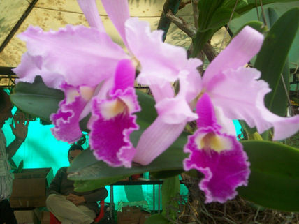 Brotar floral!!