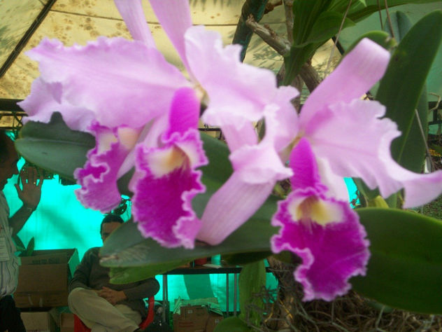 BROTAR FLORAL!!
