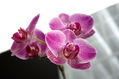 orquidea 01