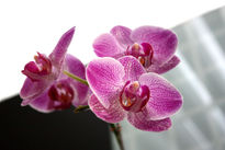 Orquidea 01