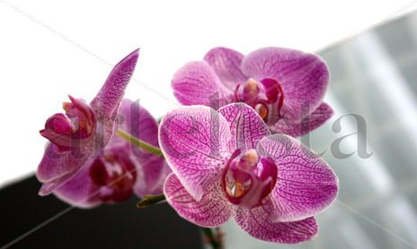 Flores