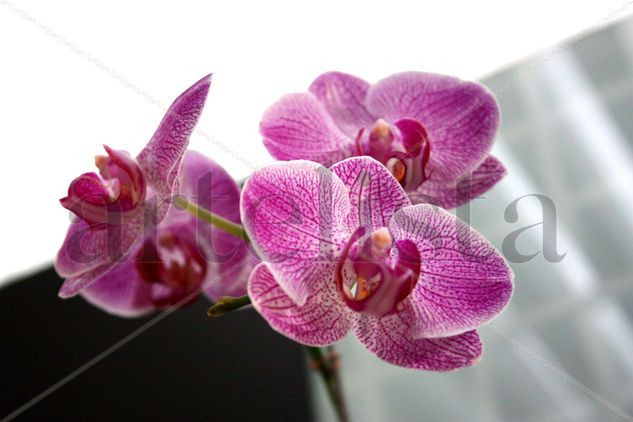 orquidea 01 