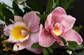 orquidea 2