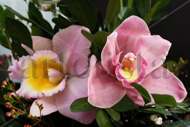 orquidea 2 