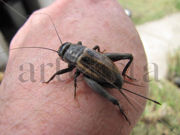 GRILLO  -  INSECTOS DE ARGENTINA