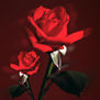TWO ROSES