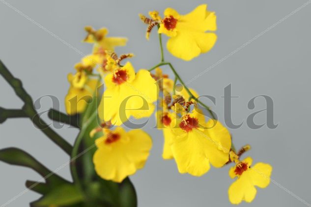 orquideas 04 