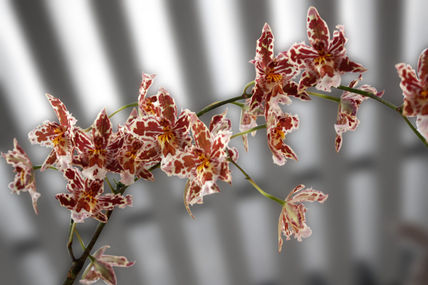 Orquidea 05