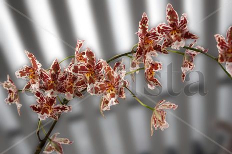 Orquidea 05
