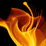 YELLOW DANCE
