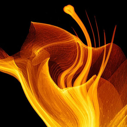 Yellow dance