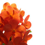 Flores thumbnail 2