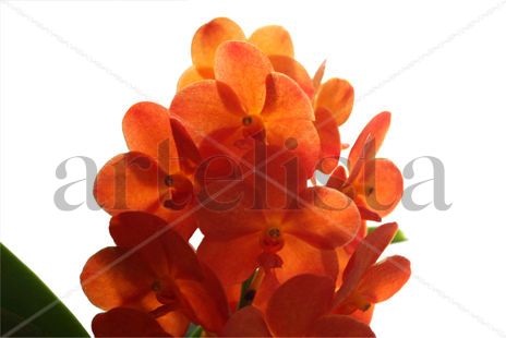 Orquidea 06