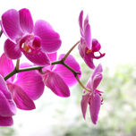 Flores thumbnail 1