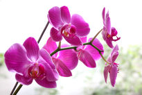 Orquidea 07