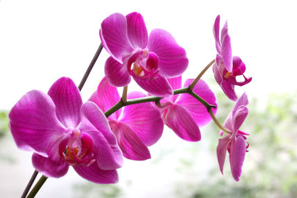 Orquidea 07