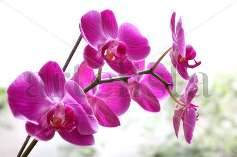Orquidea 07