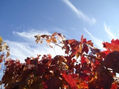 OTOÑO RIOJANO